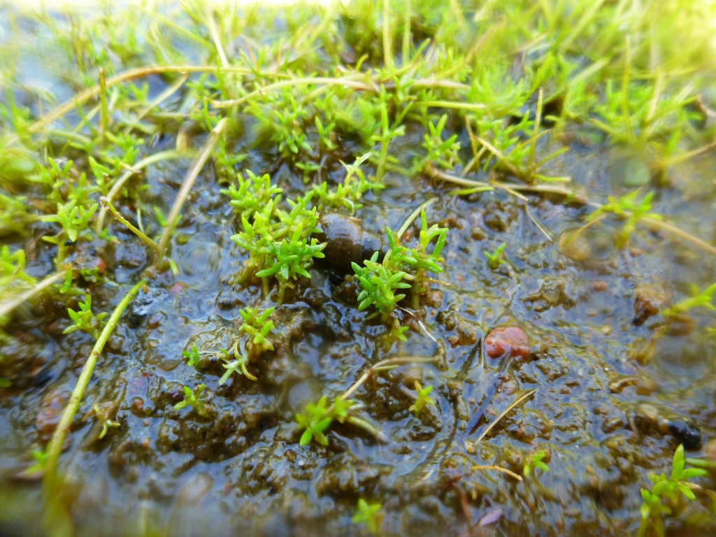 Pygmy waterweed is small, green, succulent plant. Here is grows on wet land.  
