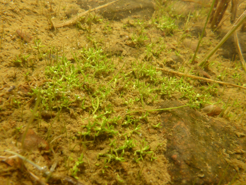 Pygmy waterweed meadow under water. 